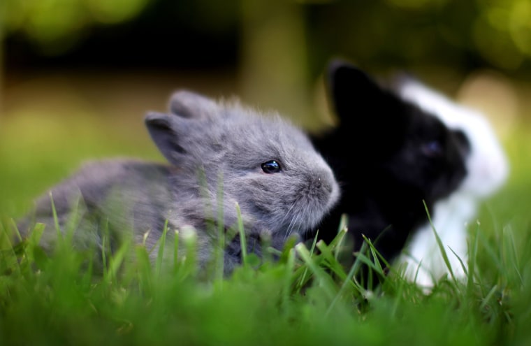 Two-week old lionhead rabbits venture outside for the first time in San Diego, California on April 3, 2012.