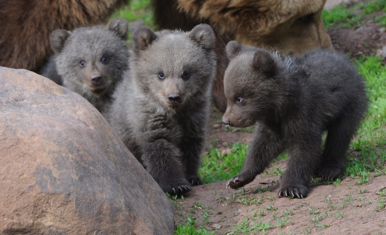 Image: Young bears at Wildlife park Tripsdrill