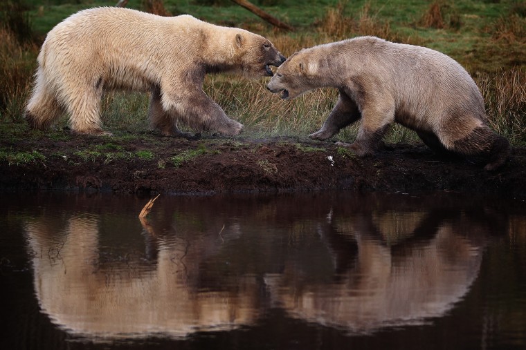 Image: Polar Bear Arktos Introduced At Kingussie Highland Wildlife Park