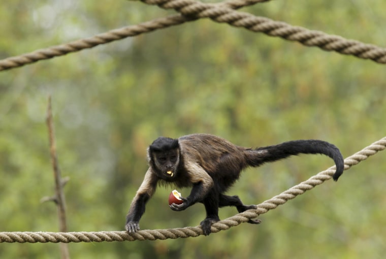Image: A brown capuchin standing on a rope eats an Easter egg in the Zagreb Zoo
