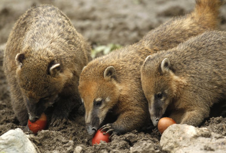 Image: Ring-tailed coatis eat Easter eggs in the Zagreb Zoo