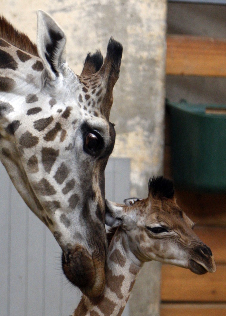 Image: A mother giraffe Ingrid nudges her four-day old baby in Budapest's  Zoo