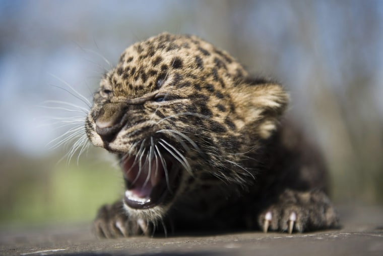 Image: Baby leopard in Nyiregyhaza Zoo