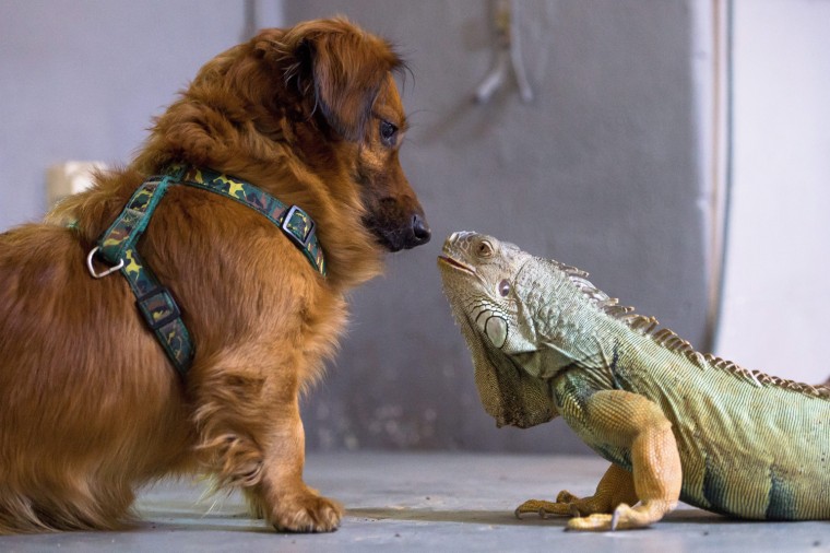 Image: Iguana and dog