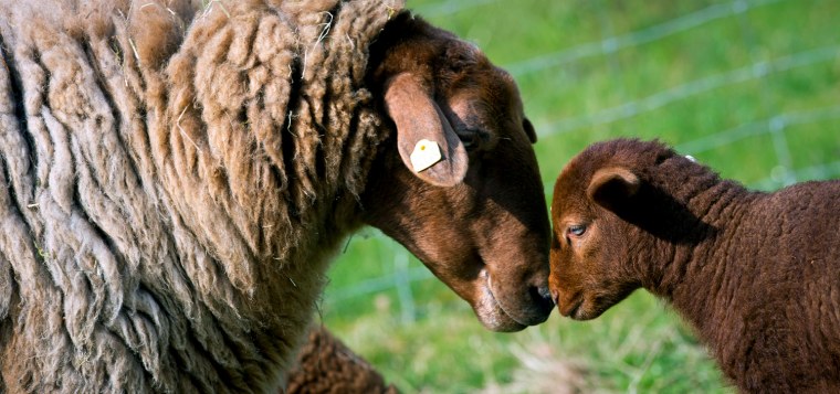 Image: Easter Lambs