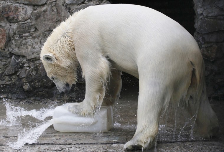 Image: Aurora plays with a plastic flask at the Royev Ruchey Zoo in Krasnoyarsk