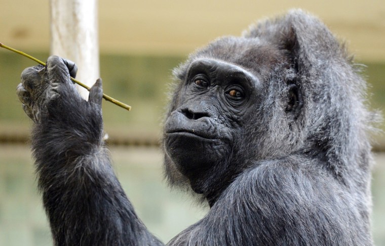 Image: Oldest female Gorilla celebrates 55th anniversary at Berlin Zoo