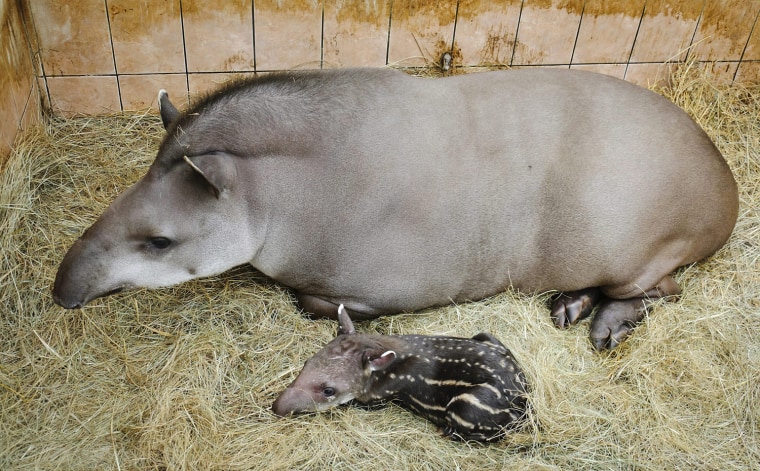 Image: Newborn tapir baby at Debrecen Zoo