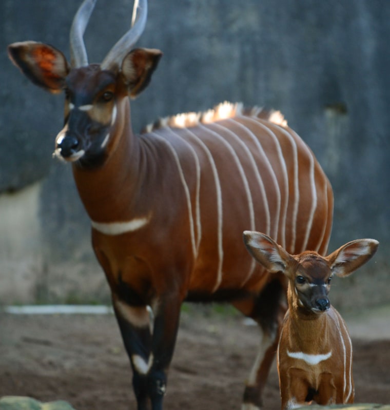 Image: Eastern Bongo calf