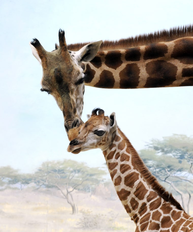 Image: A female Baringo giraffe calf stays close to her mother at the Bronx Zoo in New York