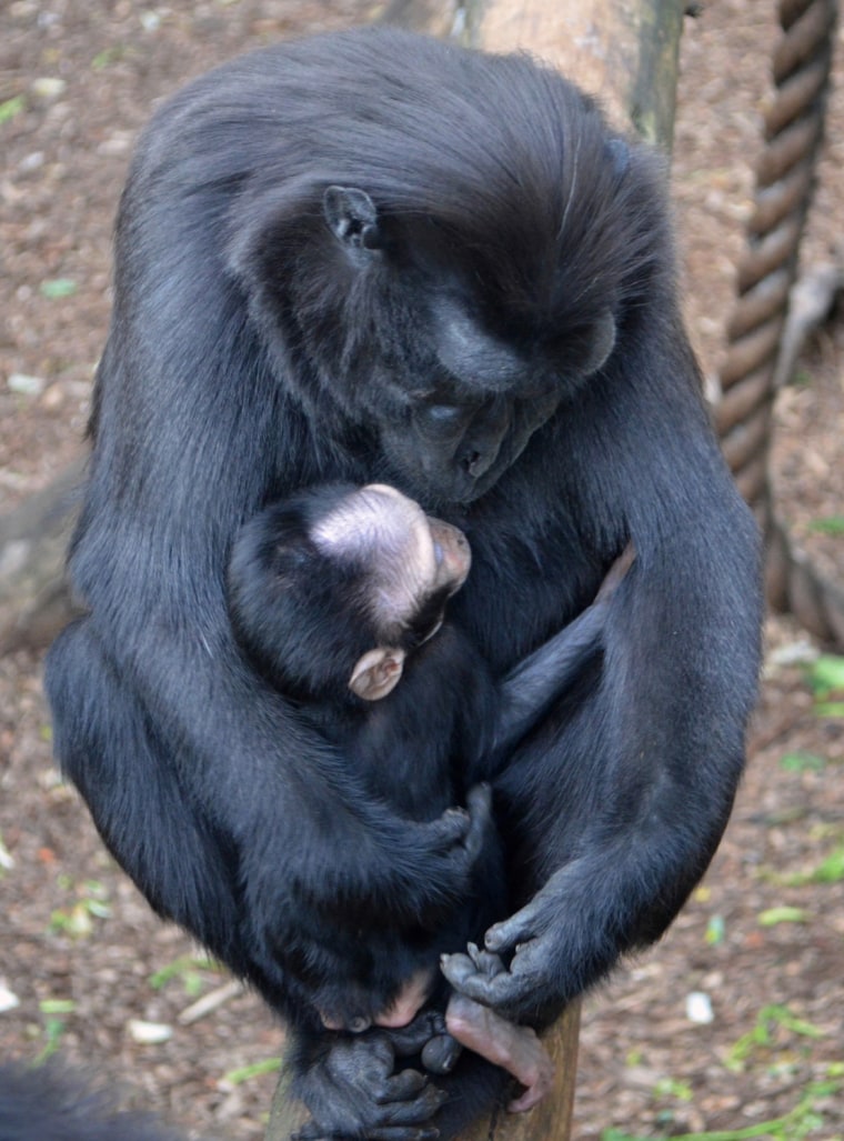 Image: Wira, a newborn male baby Sulawesi crested macaques is held by his mother Wino at ZSL London Zoo in London