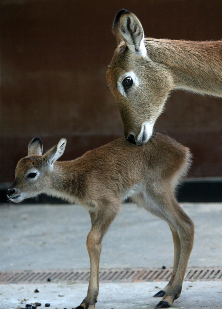 Image: Antilope young at Berlin zoo