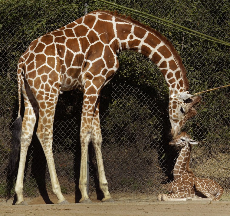 Image: Baby Giraffe