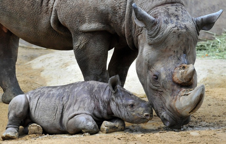 Image: Rhino Baby Baptized