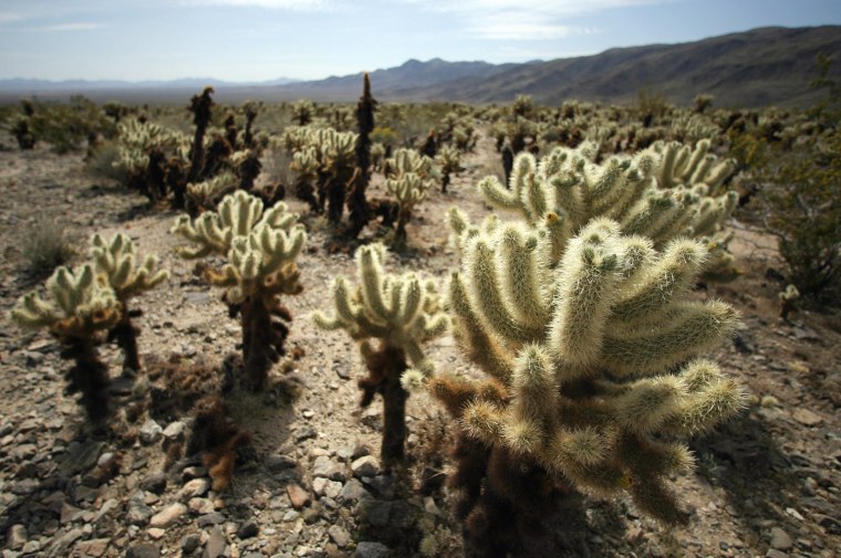 Image: View of cactus in Cholla Cactus garden i