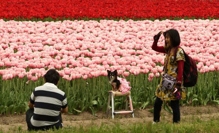 Image: Tulips Blossom In Toyooka