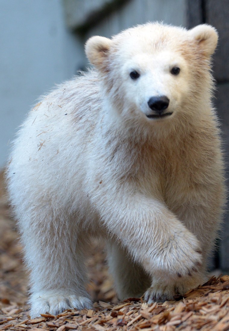 Image: Polar Bear Anori