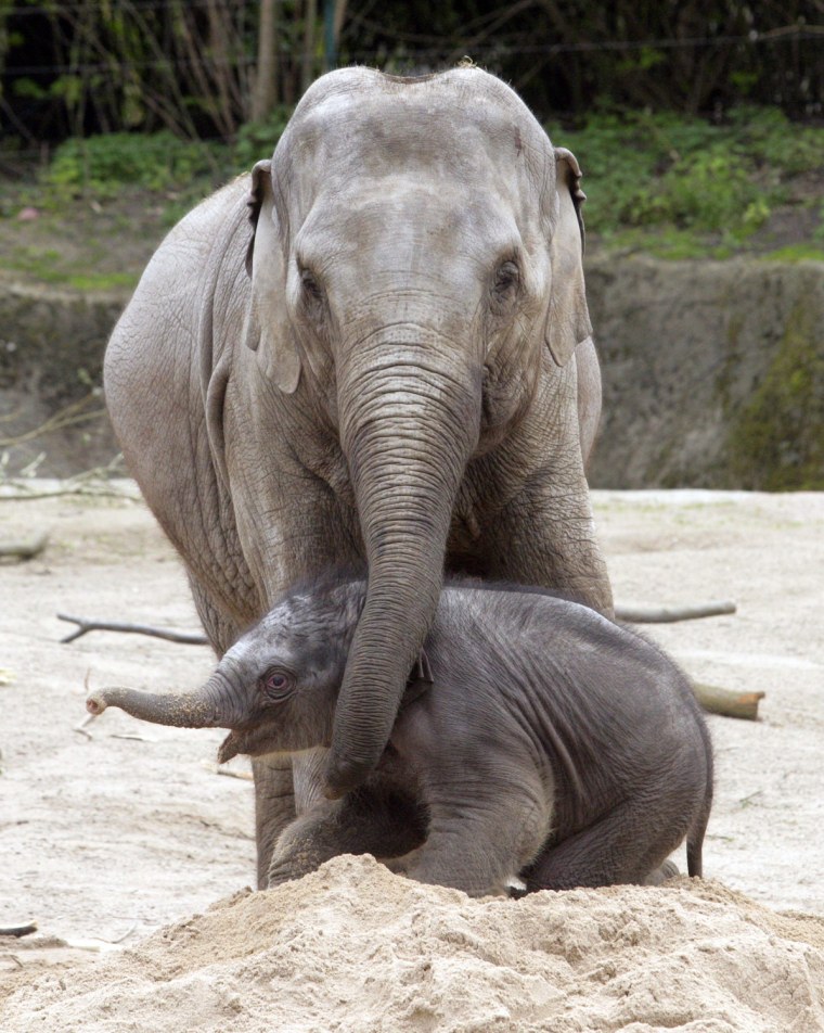 Image: Baby elephant at Hagenbeck zoo