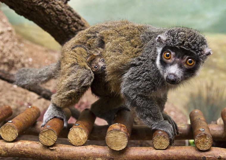 Image: A handout of an infant mongoose lemur nestled in the fur of its mother