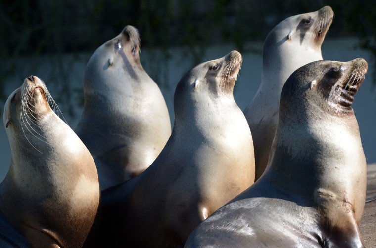 Image: Lion Seals bathe in the Sun