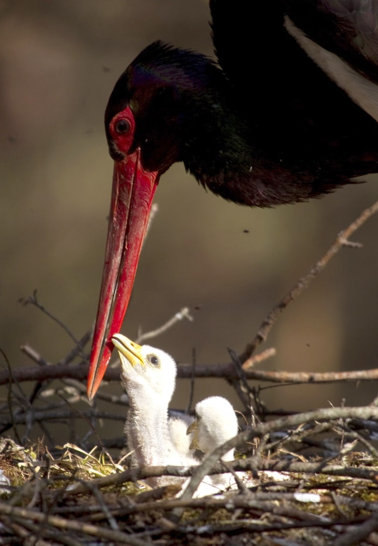 Image: A Black Stork is seen with its chicks on a nest in a forest near Kozliki