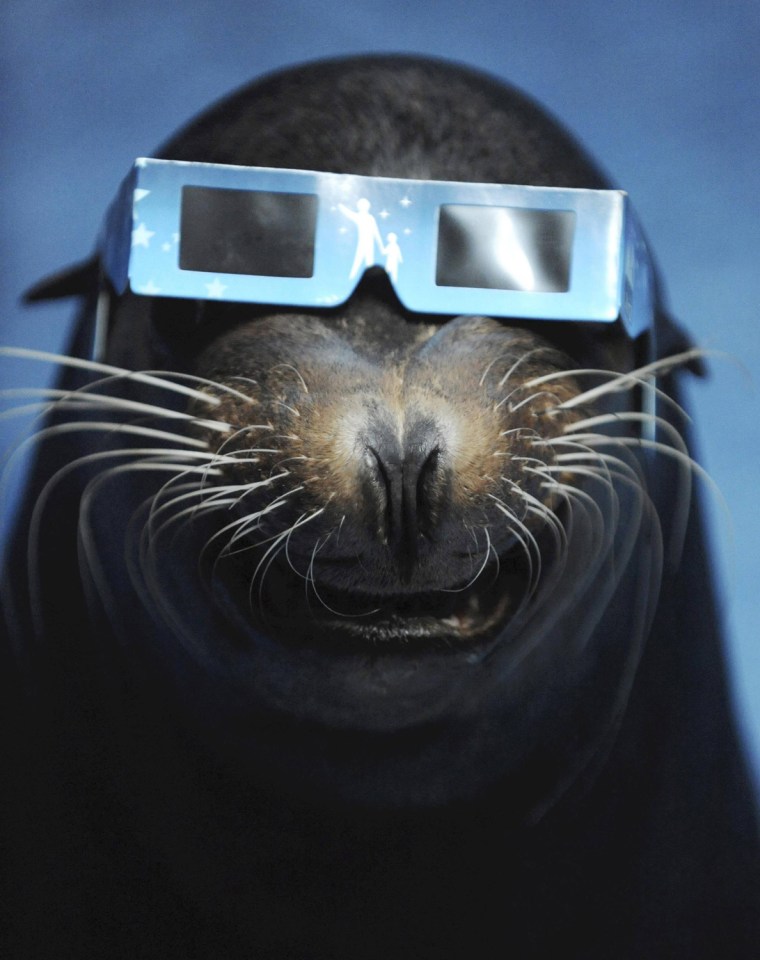 Image: A sea lion wears a solar viewer during an annular solar eclipse at an aquarium in Tokyo