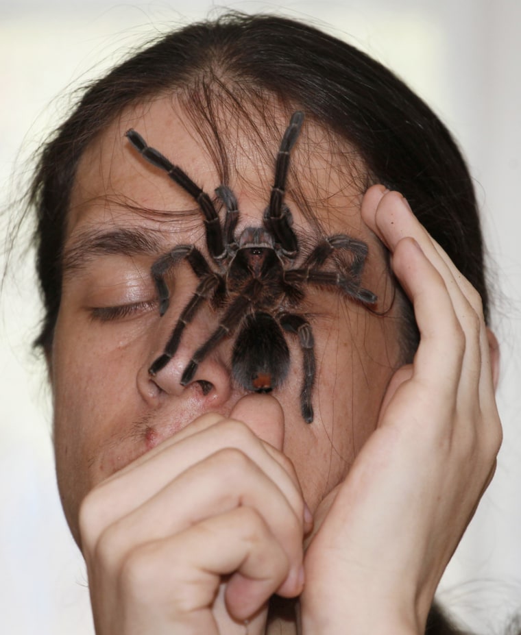 Image: Amateur spider keeper Yegor Konkin displays a venomous Phormictopus antillensis spider on his face at his parents' apartment in the town of Minusinsk, south of Krasnoyarsk