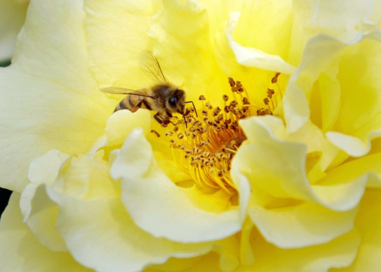 Image: Bees collects pollen of rose