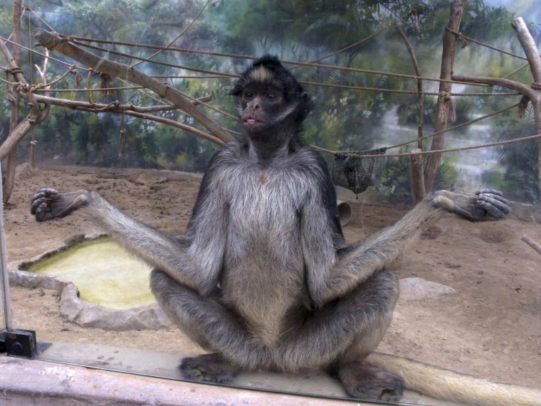 Image: A White-bellied Spider Monkey ( Ateles belzebuth) sits inside his enclosure at Huachipa Zoo in Lima