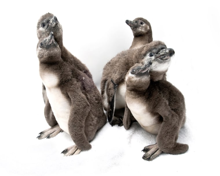 Image: Humboldt Penguin Chicks At SeaWorld San Diego