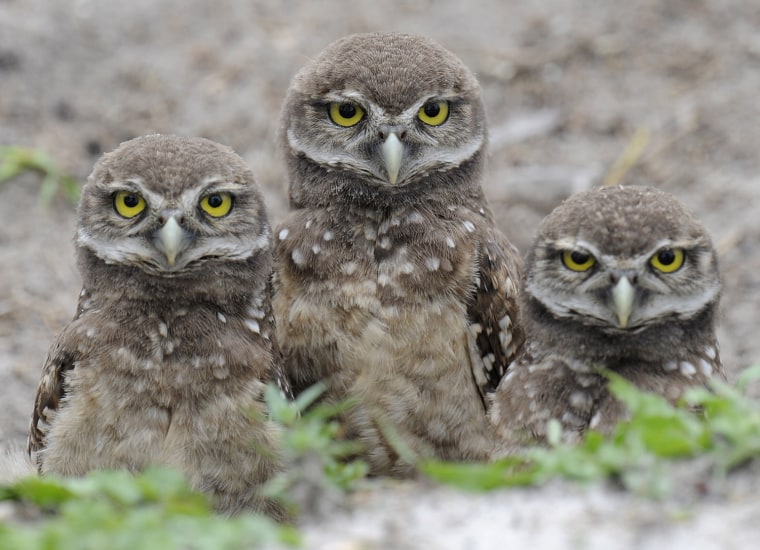 Image: Four-week-old Florida Burrowing Owlets stand in their nest at a local park in Miami