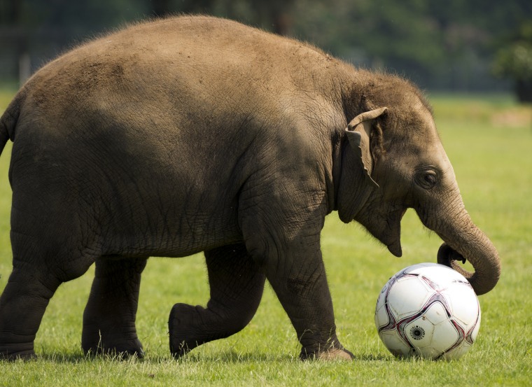 Image: Donna, a two-year-old elephant, plays wi