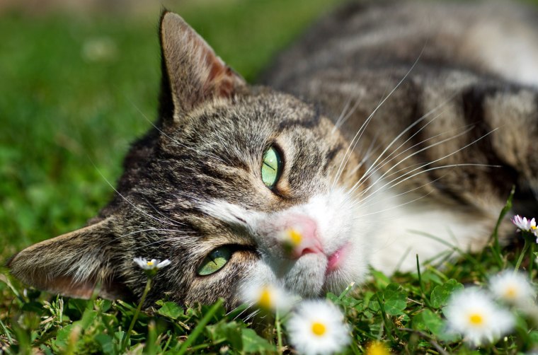 Image: Cat enjoys sunny weather