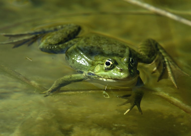 Image: A frog swims in a pond in Tourrettes