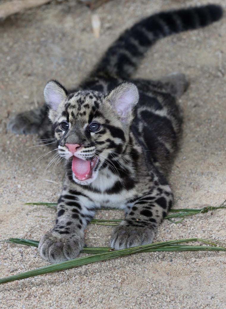 Image: New cubs for world's first Clouded Leopard breeding center