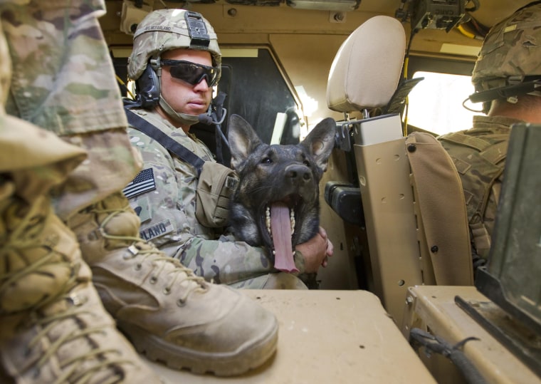 Image: Ikar, a sniffer dog, yawns while riding with handler McFarland, a Specialist of the U.S.Army, inside armored vehicle in Kandahar province