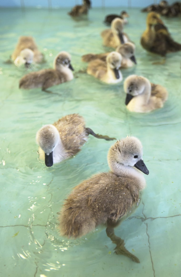 Image: Orphaned and lame cygnets swim in a trainer pool at the Swan Sanctuary in Shepperton