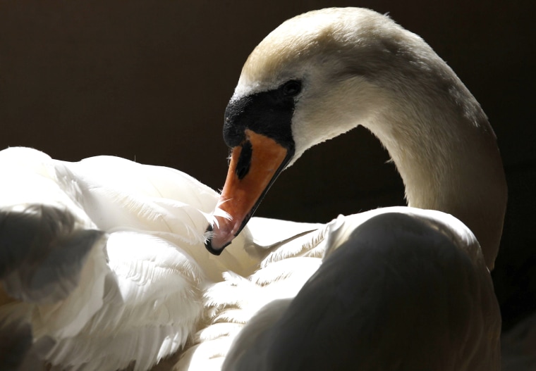 Image: A swan preens itself at the Swan Sanctuary in Shepperton