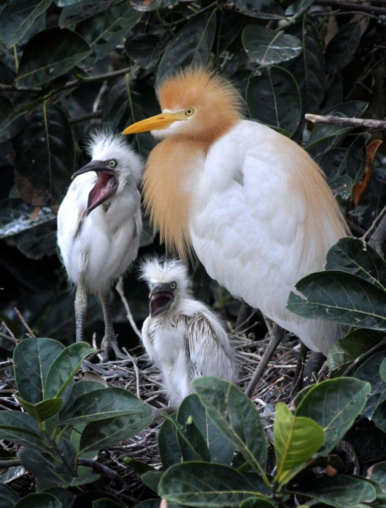 Image: A grey egret with her newborn chicks sit