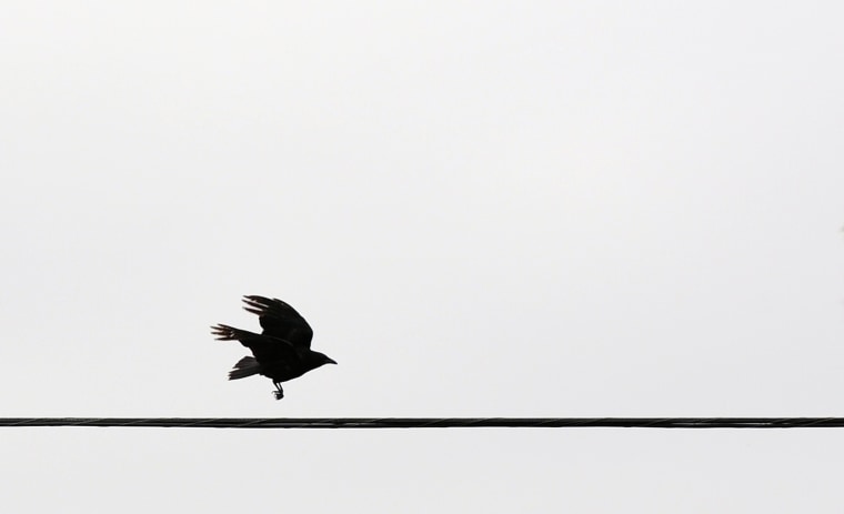 Image: A bird comes in for a landing on an elec