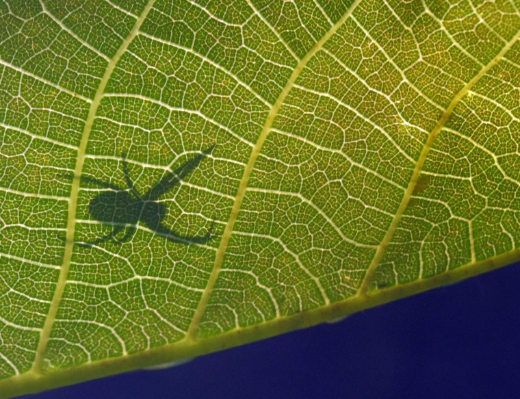 Image: Spider on leaf