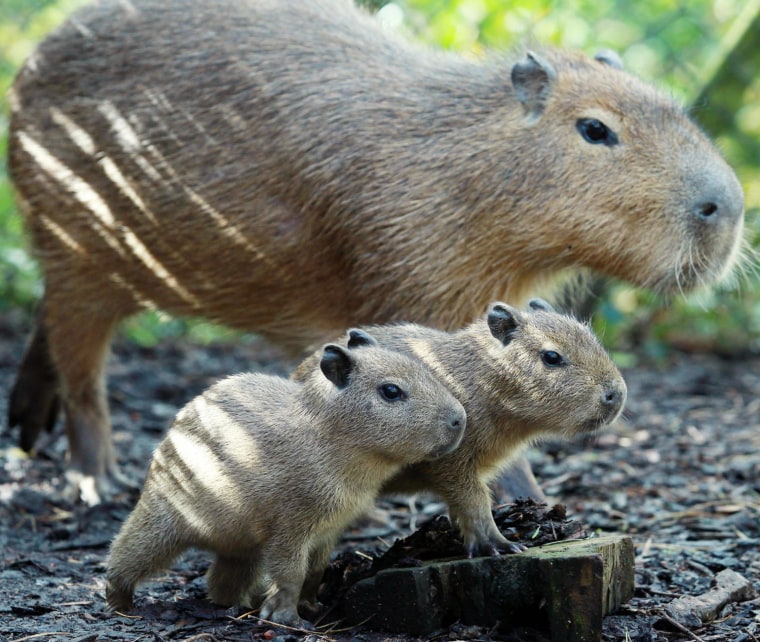 Charlie hangs out with his new twin capybara babies, Gus and Jacques born on April 3 at The Belfast Zoo in Northern Ireland. Capybaras originate from South America and are technically from the rodent family.