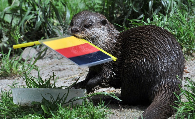 Image: TOPSHOTS 

Otter \"Ferret\" votes for Germa