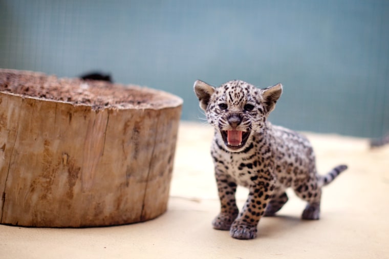 Image: A jaguar baby hisses at the Berlin Zoo o