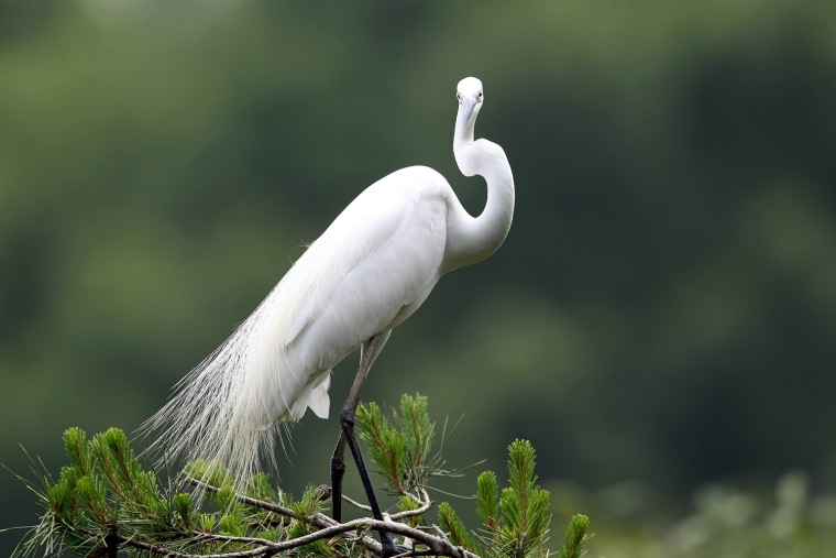 Image: South Korea white Herons