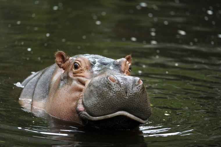 Image: TOPSHOTS

A hippo named Chata swims in th