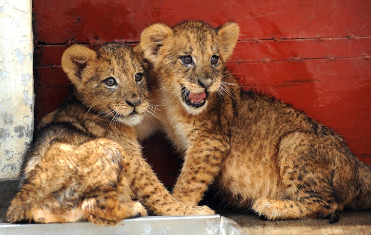 Image: Two-month-old lion cubs are seen on June