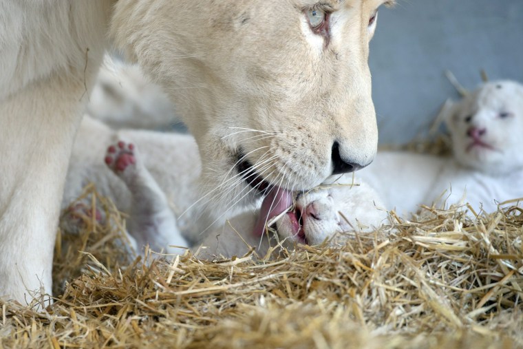 Image: White lion cubs