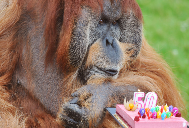Image: Major, the holdest captive Orang-Outang