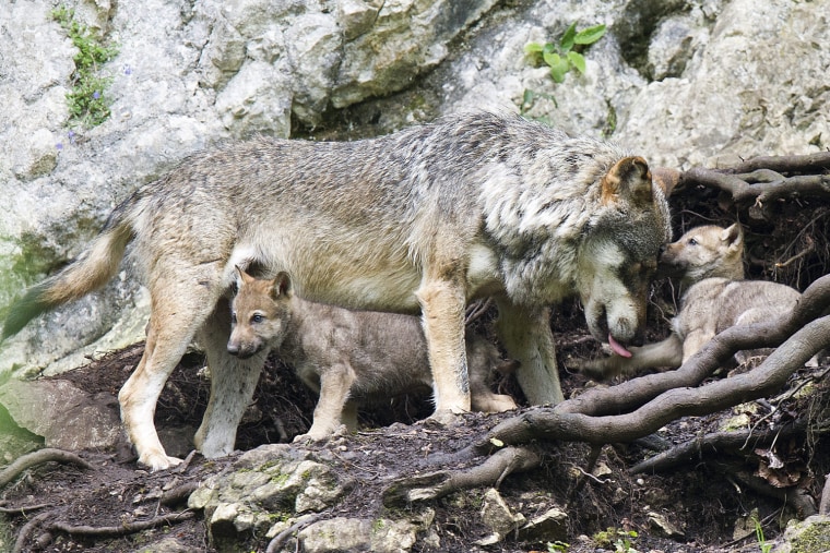 Image: Two wolf cubs born mid-May play next to their mother